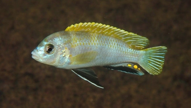 Labidochromis sp. 'perlmutt' Higga Reef